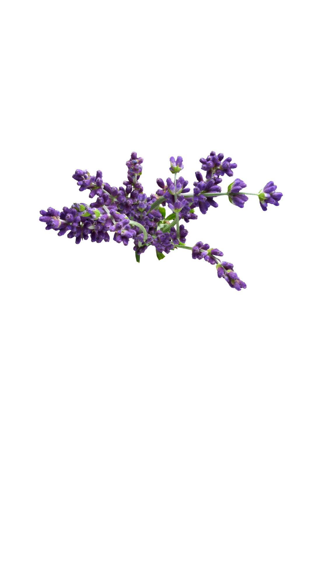 Lavande vraie : Un parfum de Provence pour votre jardin et votre bien-être (8 gousses)