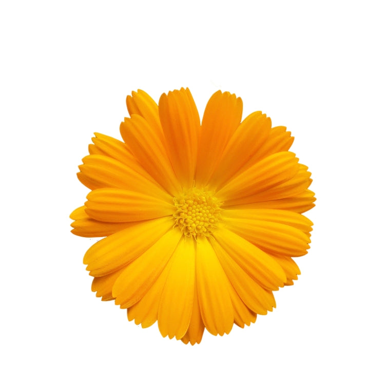 Calendula officinalis Souci Résina (8 Gousses)