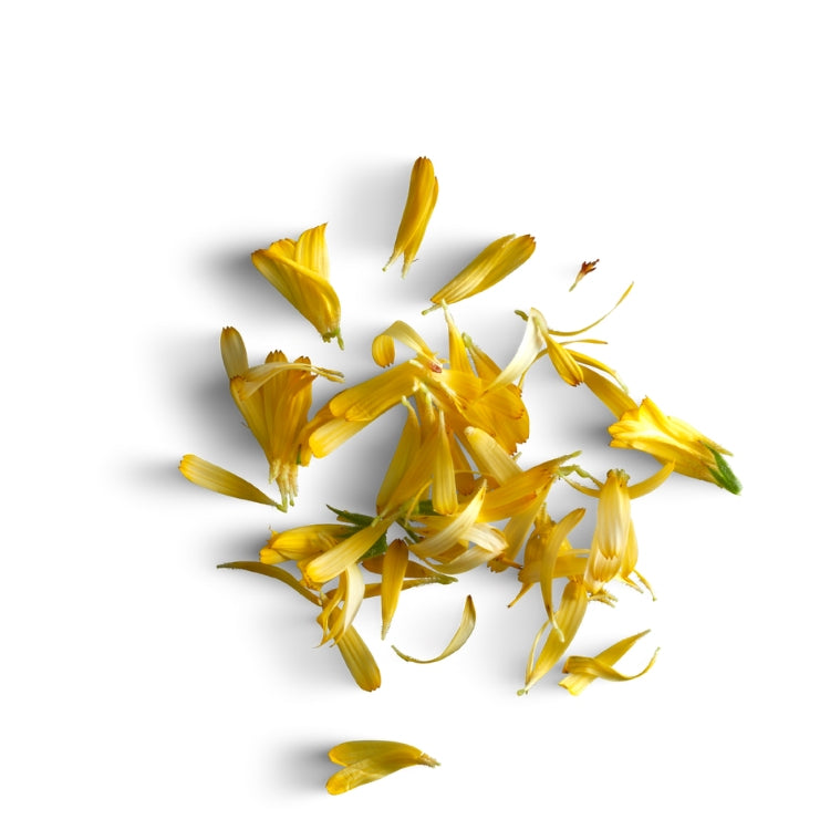Calendula officinalis Souci Résina (8 Gousses)
