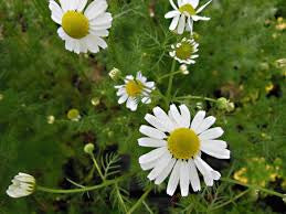 Camomille Allemande (8 Gousses)