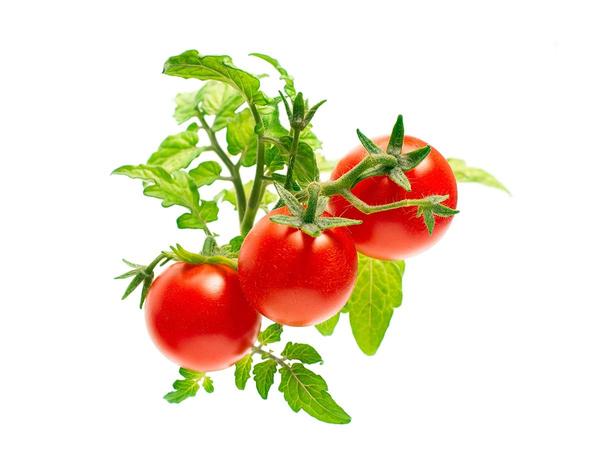 Tomate Tiny Tim (8 Gousses)