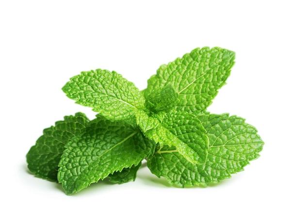 Menthe poivrée (8 Gousses)
