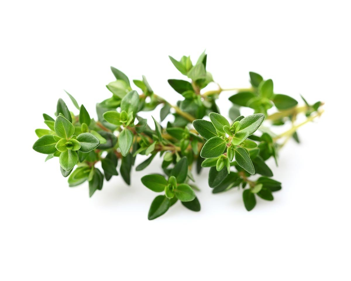 Thym Orangelo (8 Gousses)
